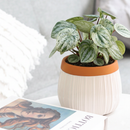 4" pot peperomia 'watermelon variegated' live air plant for sale, rounded oval leaves with vivid silver and green striped variegation, compact low-profile bushy habit, waxy smooth leaf surface, tolerates average household humidity and adapts well to indoor conditions, styled on a bright kitchen counter as a cheerful bohemian accent, a wonderful gift for beginners and seasoned collectors alike