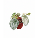 4" pot peperomia 'watermelon variegated' live air plant for sale, rounded oval leaves with vivid silver and green striped variegation, compact low-profile bushy habit, waxy smooth leaf surface, tolerates average household humidity and adapts well to indoor conditions, styled on a bright kitchen counter as a cheerful bohemian accent, a wonderful gift for beginners and seasoned collectors alike