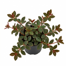2 inch peperomia verticillata 'red log' live succulent for sale, thick oval leaves in deep forest green with burgundy red undersides, trailing semi-succulent stems, whorled vertical leaf arrangement, beginner friendly and pet safe, striking color contrast for boho or minimalist home styling, a thoughtful gift for anyone who loves unique tropical houseplants