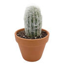 buy Peruvian Old Lady Cactus - Espostoa melanostele live cactus 4 inch online, dense white woolly hair covering, upright columnar form, golden hidden spines, slow growing drought tolerant, striking architectural accent for bright sunny windowsill, unique collector gift for cactus enthusiasts