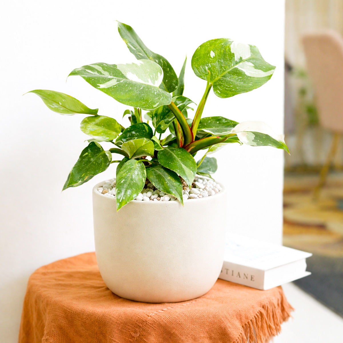 buy philodendron 'white princess' live houseplant 2" pot online, upright self-heading growth form, glossy deep green leaves with white variegated splashes, pink-tinged petioles, rare collector aroid, elegant tropical centerpiece, perfect rare plant gift for houseplant lovers