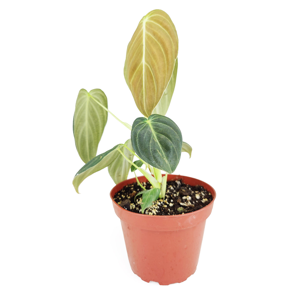 buy philodendron melanochrysum live houseplant 4 inch online, velvety dark green heart-shaped leaves with golden yellow veins, rare climbing aroid, striking tropical foliage, bright indirect light grower, grown in a grower pot, lush jungle-inspired statement piece, perfect rare plant gift for collectors
