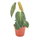 4 inch philodendron melanochrysum live houseplant for sale, soft velvet dark green foliage with vivid golden veining, climbing vining growth form, rare colombian native tropical plant, high humidity lover for indoor jungles, grower pot presentation, luxurious botanical statement for shelves or floors, unique and rare houseplant gift for plant lovers