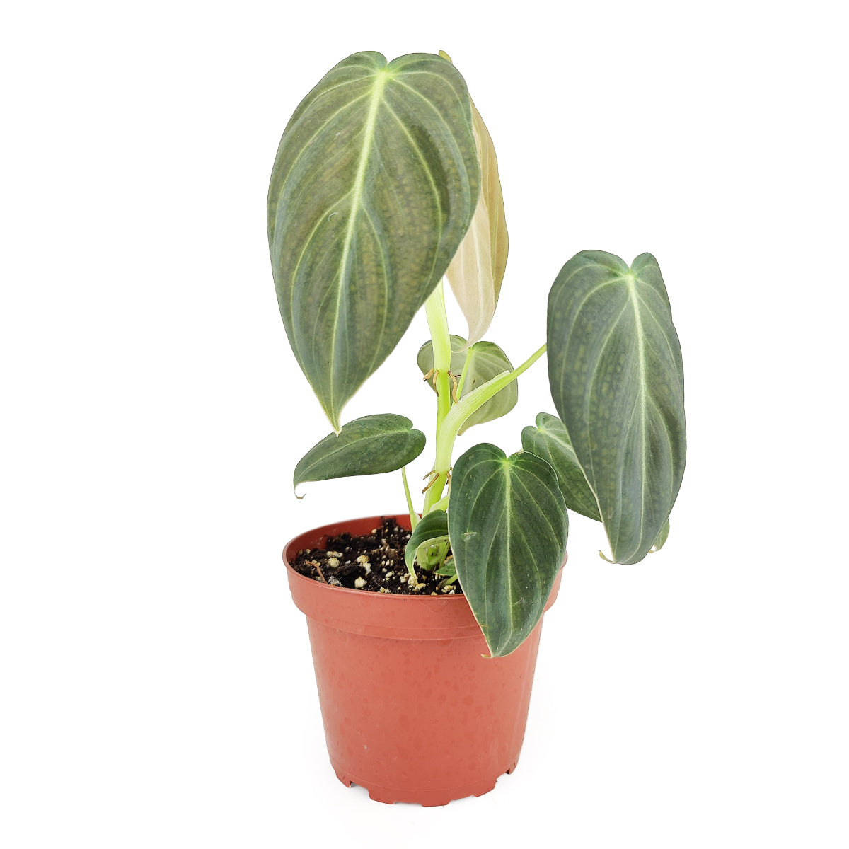 4 inch philodendron melanochrysum live houseplant for sale, deep forest green velvet textured leaves with luminous gold venation, upright climbing growth habit, exotic rare araceae houseplant, moderate care tropical climber, grower pot ready to repot, stunning bohemian living room accent, gorgeous gift for plant enthusiasts