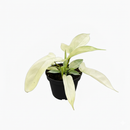 buy Philodendron 'Florida Ghost' live houseplant 2" pot online, juvenile white and pale mint leaves contrasting with mature dark green foliage, deeply lobed glossy leaves, climbing vine with aerial roots, moderate-care rare hybrid aroid, bold architectural plant for indoor tropical displays, one-of-a-kind housewarming gift