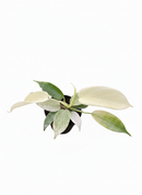 buy Philodendron 'Florida Ghost' live houseplant 2" pot online, juvenile white and pale mint leaves contrasting with mature dark green foliage, deeply lobed glossy leaves, climbing vine with aerial roots, moderate-care rare hybrid aroid, bold architectural plant for indoor tropical displays, one-of-a-kind housewarming gift