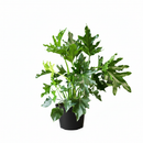 8" pot philodendron 'lickety split' live houseplant for sale, lush tropical foliage with finger-like deep splits and glossy texture, self-supporting upright clumping plant with no trailing habit, fast establishing and forgiving of occasional neglect, new growth emerges in vibrant lime green, a showstopping statement plant for living rooms and entryways, a memorable gift for houseplant collectors and beginners alike