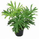 8" pot philodendron 'lickety split' live houseplant for sale, lush tropical foliage with finger-like deep splits and glossy texture, self-supporting upright clumping plant with no trailing habit, fast establishing and forgiving of occasional neglect, new growth emerges in vibrant lime green, a showstopping statement plant for living rooms and entryways, a memorable gift for houseplant collectors and beginners alike
