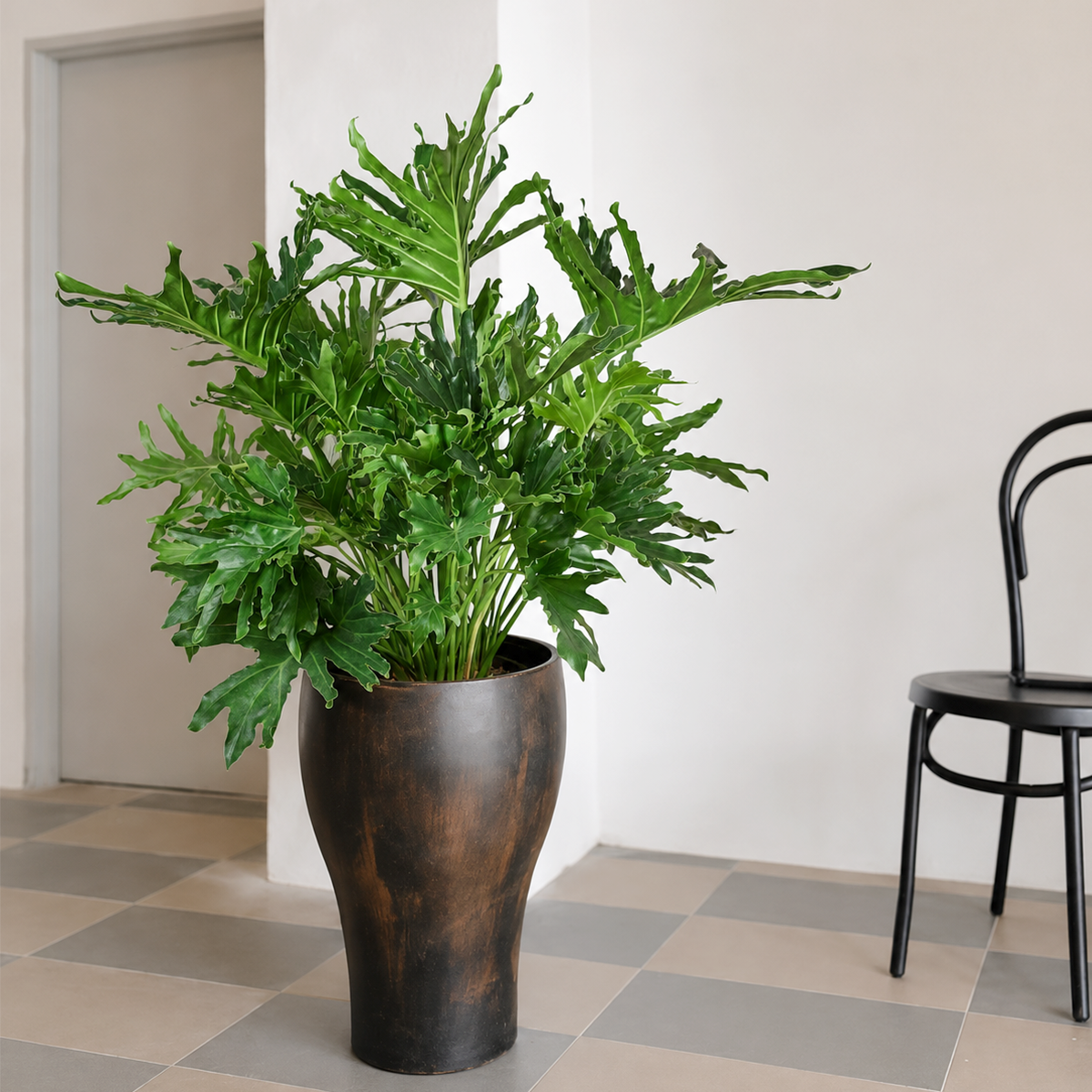buy philodendron 'lickety split' live houseplant 8" pot online, deep forest green glossy foliage, bold deeply lobed split leaves, upright clumping growth form, easy care tropical statement plant, perfect for a dramatic living room or office corner, a stunning tropical gift for plant lovers
