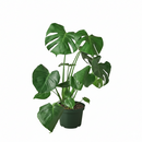 10" pot Philodendron Monstera Split-Leaf live houseplant for sale. Philodendron Monstera Split-Leaf is an impressive tropical plant with bold, deeply fenestrated foliage and a full, upright growth habit. This low-maintenance houseplant flourishes in bright, indirect light while adding lush greenery and natural elegance to any interior. An eye-catching centerpiece for homes, offices, and indoor plant collections.