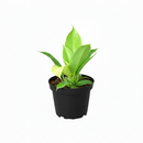 6" pot Philodendron 'Moonlight' live houseplant for sale, fluorescent heart-shaped leaves with spear-tip form, dense self-heading clumping habit, striking color transition from bright yellow-green to deep emerald, low-maintenance tropical beauty, bold accent plant for shelves and living spaces, a vibrant and thoughtful plant gift for any occasion