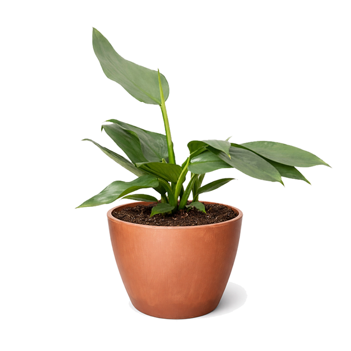 buy philodendron 'silver sword' live houseplant 4" pot online, silvery-mint green gradient leaf coloration, sharp-tipped elongated leaf shape, aerial root climbing growth habit, well-draining soil preferred, photogenic and show-stopping foli
