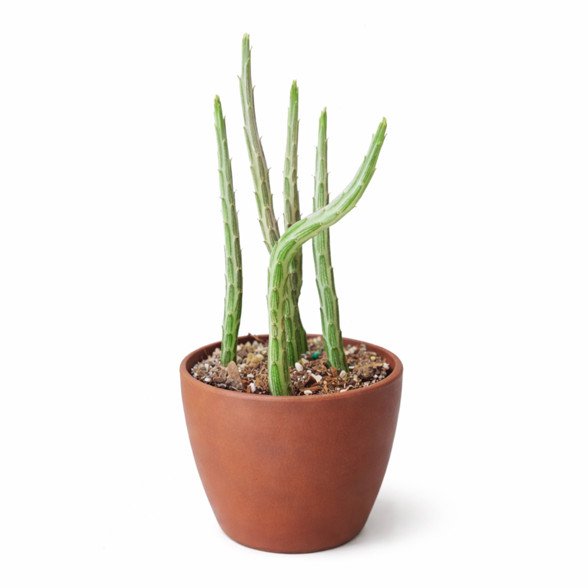 6" pot pickle plant kleinia stapeliiformis cactus live cactus for sale, impressive large specimen of clustered upright pickle-patterned cylindrical succulent stems, bold green and silver coloration with purple node markings
