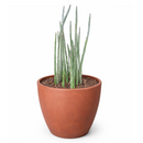 4" pot pickle plant kleinia stapeliiformis cactus live cactus for sale, healthy mid-size pickle plant kleinia stapeliiformis cactus with multiple upright ribbed green stems and delicate arrowhead patterning