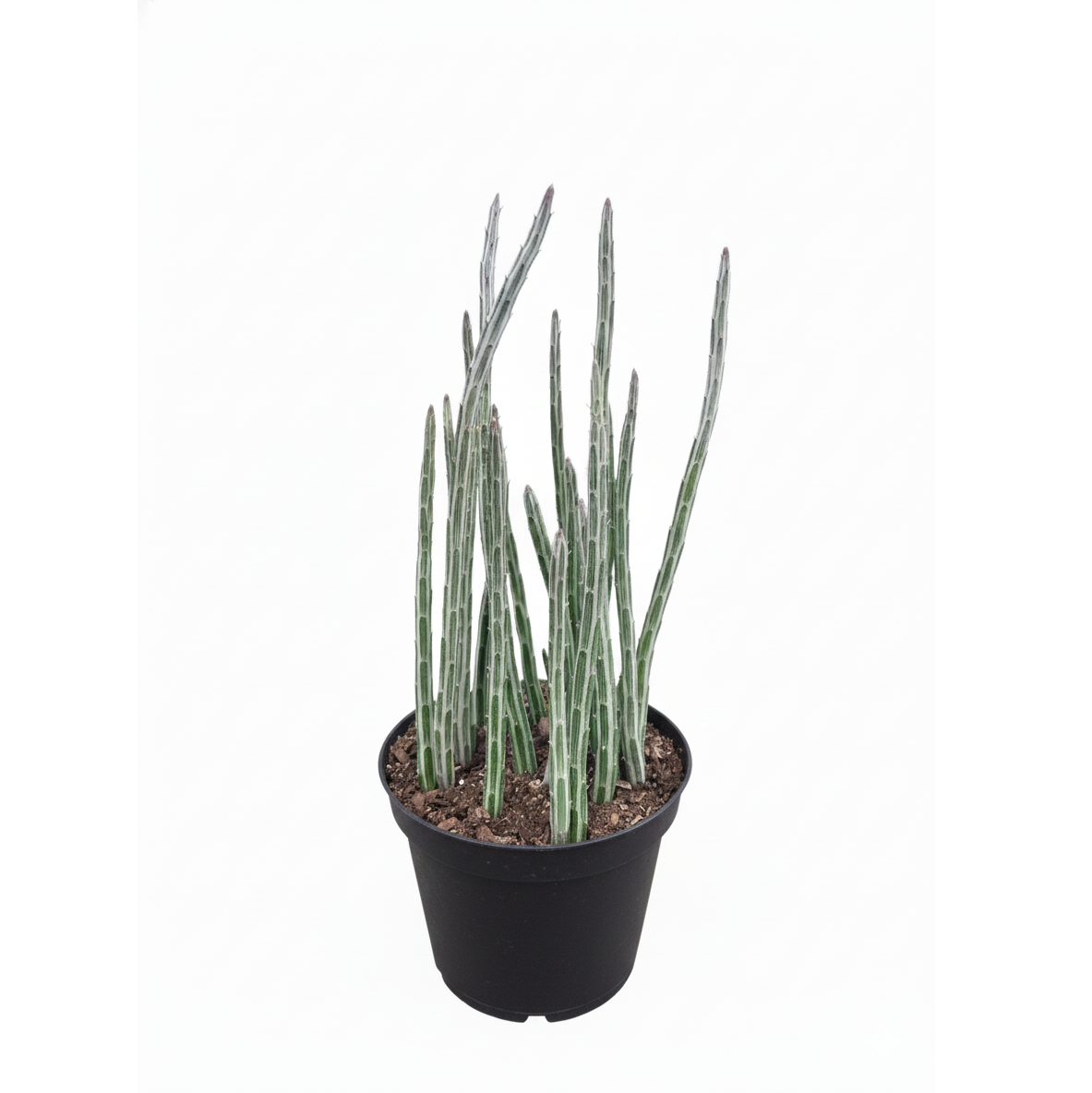 3" pot pickle plant kleinia stapeliiformis cactus live cactus for sale, tiny starter plant with multiple slender green cylindrical stems patterned in white and purple, compact narrow grower ideal for desk or windowsill placement