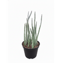 4" pot pickle plant kleinia stapeliiformis cactus live cactus for sale, healthy mid-size pickle plant kleinia stapeliiformis cactus with multiple upright ribbed green stems and delicate arrowhead patterning