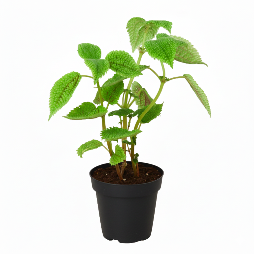 4" pot pilea 'moon valley' live houseplant for sale, crater-like dimpled green leaves with dark red undersides, dense mounding growth habit, fast-growing humidity-loving tropical plant, ideal for terrariums and desk displays, a unique and charming gift for any indoor plant enthusiast