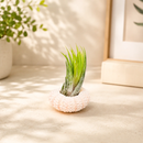 Pink Urchin with Tillandsia Air Plant for sale, decorative tabletop tillandsia centerpiece, handcrafted shell air plant arrangement, exotic tropical air plant display, nautical inspired home decor plant, unique air plant gift idea
