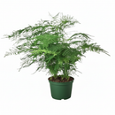 6" pot fern asparagus 'plumosa' live houseplant for sale, lush cloud-like feathery fronds in deep forest green, cascading trailing growth habit, delicate lace-like texture, air purifying indoor plant, stunning accent for boho or minimalist decor, a thoughtful and lasting gift for any plant enthusiast