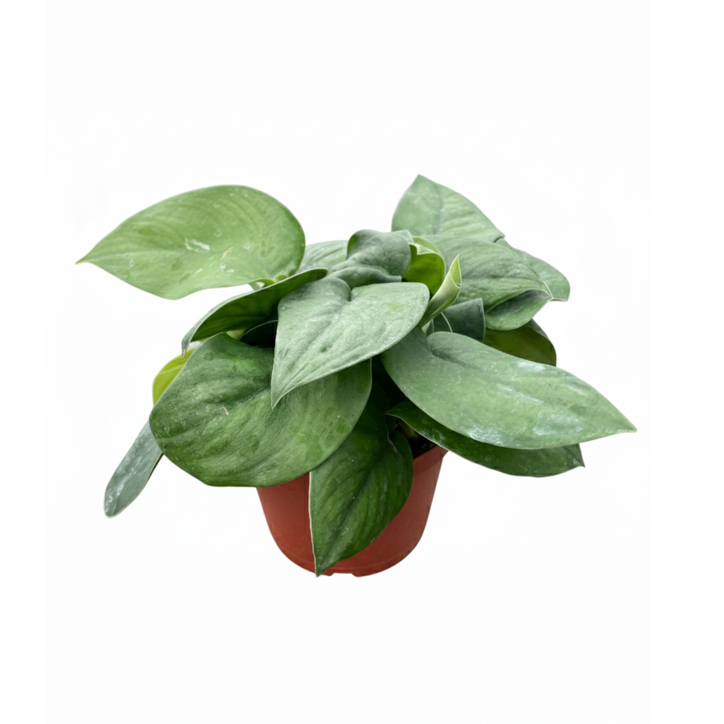 6" pot pothos jade satin live air plant for sale, velvety deep green leaves with a distinctive satin sheen unlike typical variegated pothos, gracefully trailing vining form, air-purifying tropical houseplant from southeast asia, easy to propagate via stem cuttings, a lush and exotic decor statement for any room, a rare and memorable housewarming or birthday gift