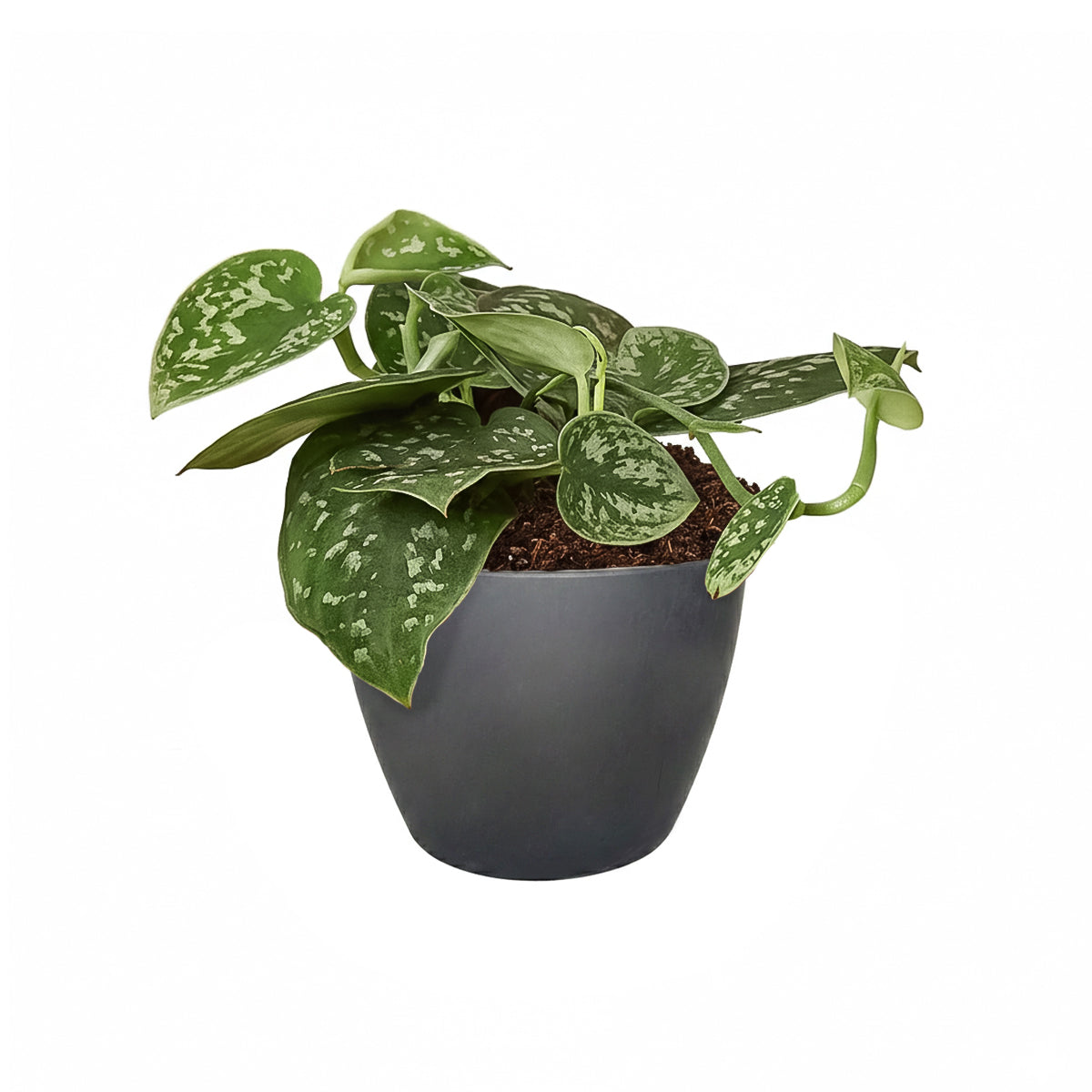 Satin Pothos Scindapsus Pictus, vining evergreen plants with variegated foliage, easy to care for houseplant for beginner, heart-shaped pothos, plants for hanging baskets and tall planters, best place to buy indoor plants near me