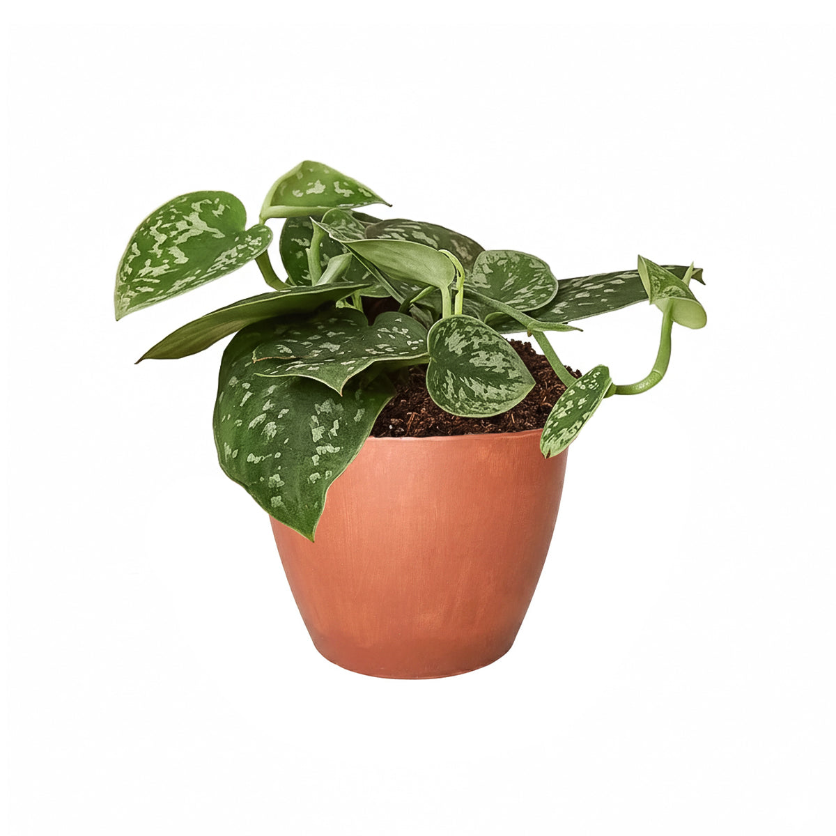 Satin Pothos Scindapsus Pictus, vining evergreen plants with variegated foliage, easy to care for houseplant for beginner, heart-shaped pothos, plants for hanging baskets and tall planters, best place to buy indoor plants near me