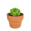 Rosularia Platyphylla Live Succulent Plant, Jade Plant, Jade Sempervivum, Sempervivum Hens and Chicks Succulent, Buy Succulents Online, Succulents Store in California, Types of Succulents, Succulents for Sale, Succulents Gift for Any Occasion, Succulents Home Decor, Succulents Subscription Box for Sale, rare succulents, rare succulents for sale, unique succulents, buy succulents online, rare succulent, succulent shop, unusual succulents, succulent store, succulents online