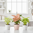 Syngonium variety pack, Arrowhead plant bundle, live Syngonium podophyllum, pink arrowhead plant, easy care houseplants, 3-pack indoor plants, variegated Syngonium