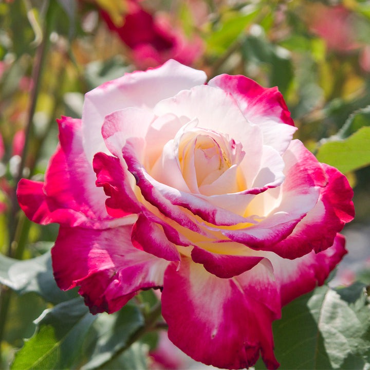 double delight hybrid tea rose, buy double delight hybrid tea rose near me, double delight hybrid tea rose for sale