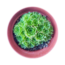 Rosularia Platyphylla Live Succulent Plant, Jade Plant, Jade Sempervivum, Sempervivum Hens and Chicks Succulent, Buy Succulents Online, Succulents Store in California, Types of Succulents, Succulents for Sale, Succulents Gift for Any Occasion, Succulents Home Decor, Succulents Subscription Box for Sale, rare succulents, rare succulents for sale, unique succulents, buy succulents online, rare succulent, succulent shop, unusual succulents, succulent store, succulents online