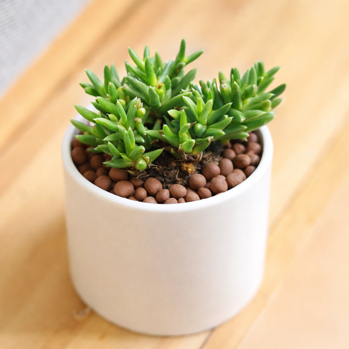 Ruschia pulvinaris - Shrubby Ice Plant in a plastic pot, green succulents, indoor succulents, succulent care guide, buy succulents online
