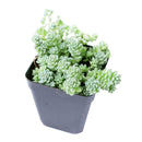4 inch sedum major - sedum dasyphyllum 'himalayan skies' live succulent for sale, dense overlapping round leaves in powdery blue-green hues, low-spreading mat with creeping stems, heat and drought resistant succulent, displayed in a clay pot in a sunny south-facing window, adds textural contrast to any plant collection, a great gift for beginners and experienced gardeners alike