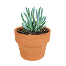 buy senecio mandraliscae blue chalk sticks live succulent 2 inch online, vivid powdery blue-green stems in bamboo pot, pencil-shaped fleshy upright leaves, forms dense spreading clusters, low water low fuss care routine
