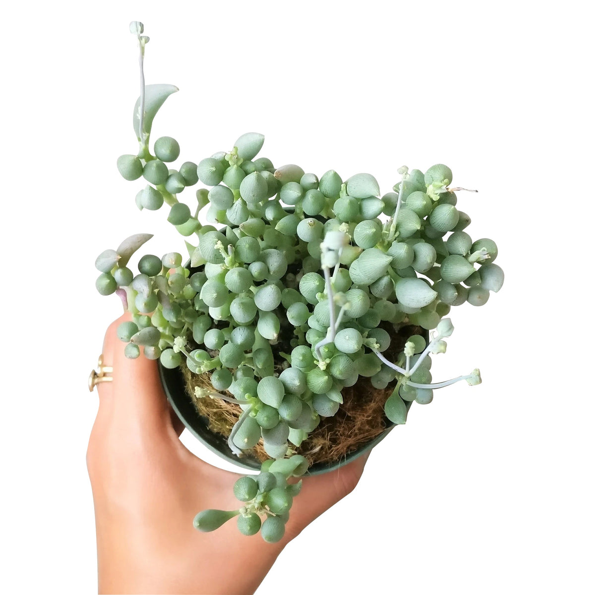 buy senecio citriformis succulents live succulent 2 inch online, plump spindle-shaped leaves in deep grey-green with waxy sheen, trailing habit ideal for elevated display or hanging hook, clusters beautifully with minimal care and infrequent watering
