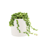String of pearls for sale, how to grow succulents, succulent plant, succulent care guide, indoor succulents, monthly succulents, succulent care tips