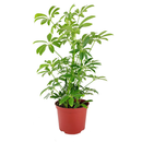 buy schefflera arboricola 'umbrella' live houseplant 6" pot online, richly textured glossy green leaflets in layered umbrella clusters, compact tropical evergreen with fast growth and easy pruning, adaptable to various indoor light conditions, air purifying and long-lived heirloom-quality houseplant, lush tropical accent for reading nooks or bright hallways, a meaningful and lasting gift for any occasion