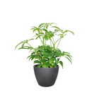 buy schefflera arboricola 'umbrella' live houseplant 6" pot online, richly textured glossy green leaflets in layered umbrella clusters, compact tropical evergreen with fast growth and easy pruning, adaptable to various indoor light conditions, air purifying and long-lived heirloom-quality houseplant, lush tropical accent for reading nooks or bright hallways, a meaningful and lasting gift for any occasion