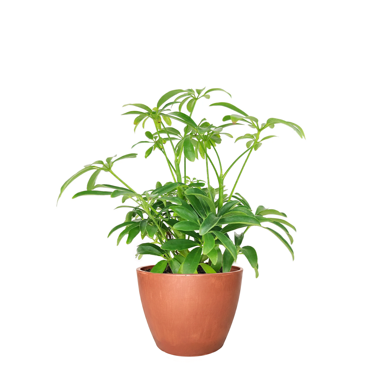 4" pot schefflera arboricola 'umbrella' live houseplant for sale, glossy palmate leaf clusters atop upright green stems, evergreen tropical shrub with a clean architectural form, thrives near humidified or naturally moist indoor spaces, fast-growing with regular pruning needs, pairs beautifully with natural baskets or terra cotta decor, a warm and lively gift for any space
