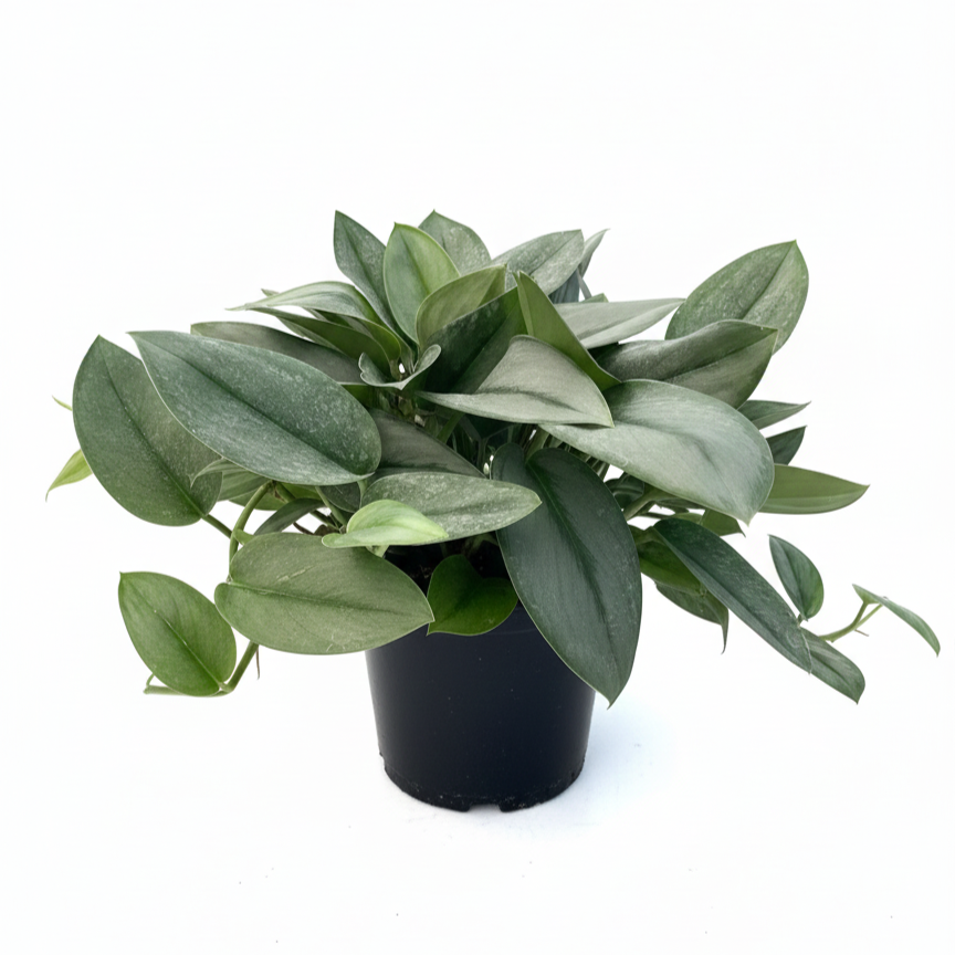 6" pot scindapsus 'moonlight' live houseplant for sale, thick leathery milky-green leaves with luminous silver sheen, compact upright or trailing growth form, bright indirect light lover, humidity-tolerant tropical vine, a stunning addition to a bohemian or contemporary living room display, a memorable gift for anyone who loves rare indoor plants
