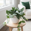 6" pot scindapsus 'moonlight' live houseplant for sale, lush silvery-green asymmetrical leaves on sturdy vining stems, naturally trails or climbs with support for versatile display, adaptable to various household humidity and light conditions, air-purifying evergreen tropical vine, an elegant accent for modern boho or tropical-themed interior spaces, a beautiful gift for collectors who appreciate understated botanical luxury