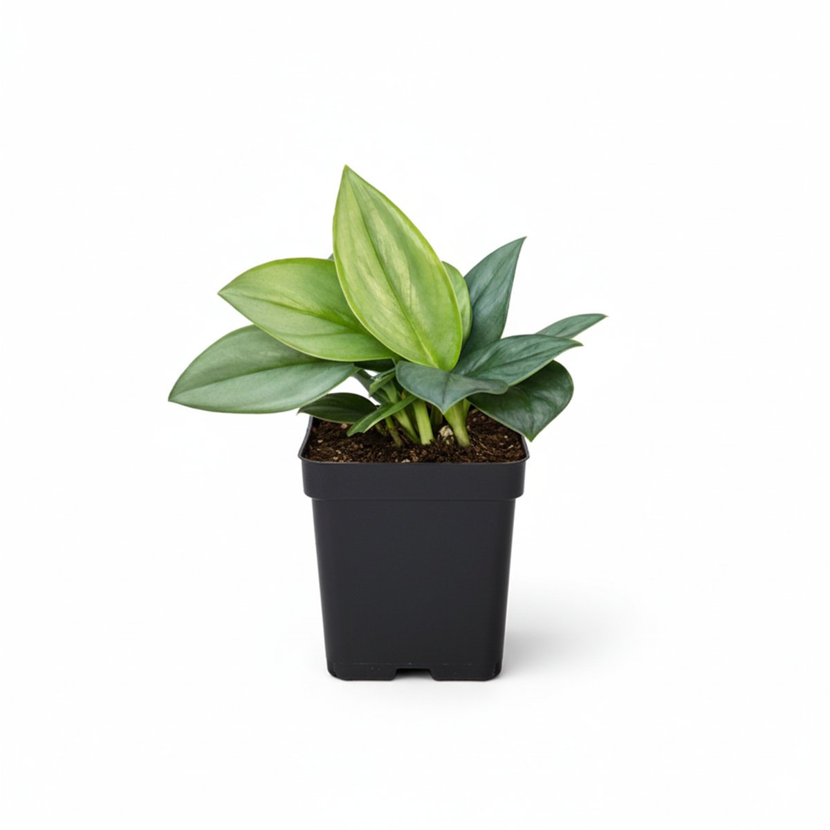 6" pot scindapsus 'moonlight' live houseplant for sale, iridescent silver-green leaves with thick succulent-like texture, graceful cascading trailing form from hanging basket, thrives in medium to bright filtered light, slow-growing perennial tropical, a chic focal point for contemporary interiors or plant shelfies, a luxurious birthday or housewarming gift idea