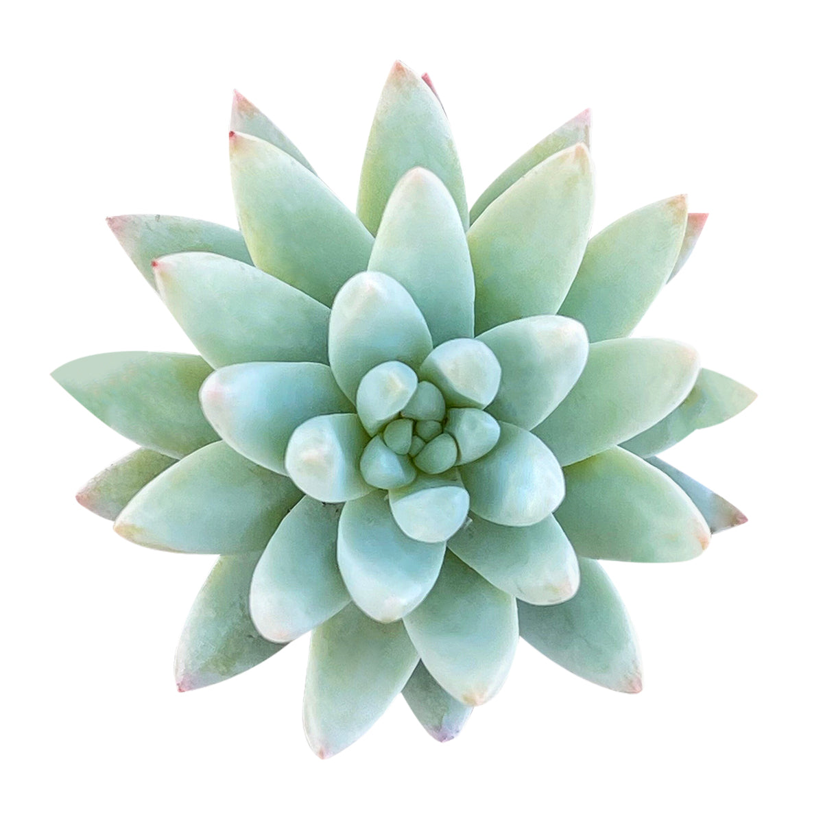 buy sedeveria blue burrito live succulent 2 inch online, powdery blue-green rosette leaves with soft pink-flushed tips, trailing cascading growth habit, farina-coated fleshy plump foliage, slow-growing drought-tolerant easy care hybrid