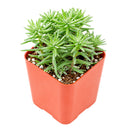 4 inch sedum griseum live succulent for sale, silvery green ground cover with frosted powdery farina on young leaves, low-growing spreading clusters with neat tidy form, star-shaped white blooms possible in late winter, thrives in well-draining soil with minimal watering, elegant addition to indoor succulent collections or outdoor container gardens, a beautiful and thoughtful plant gift