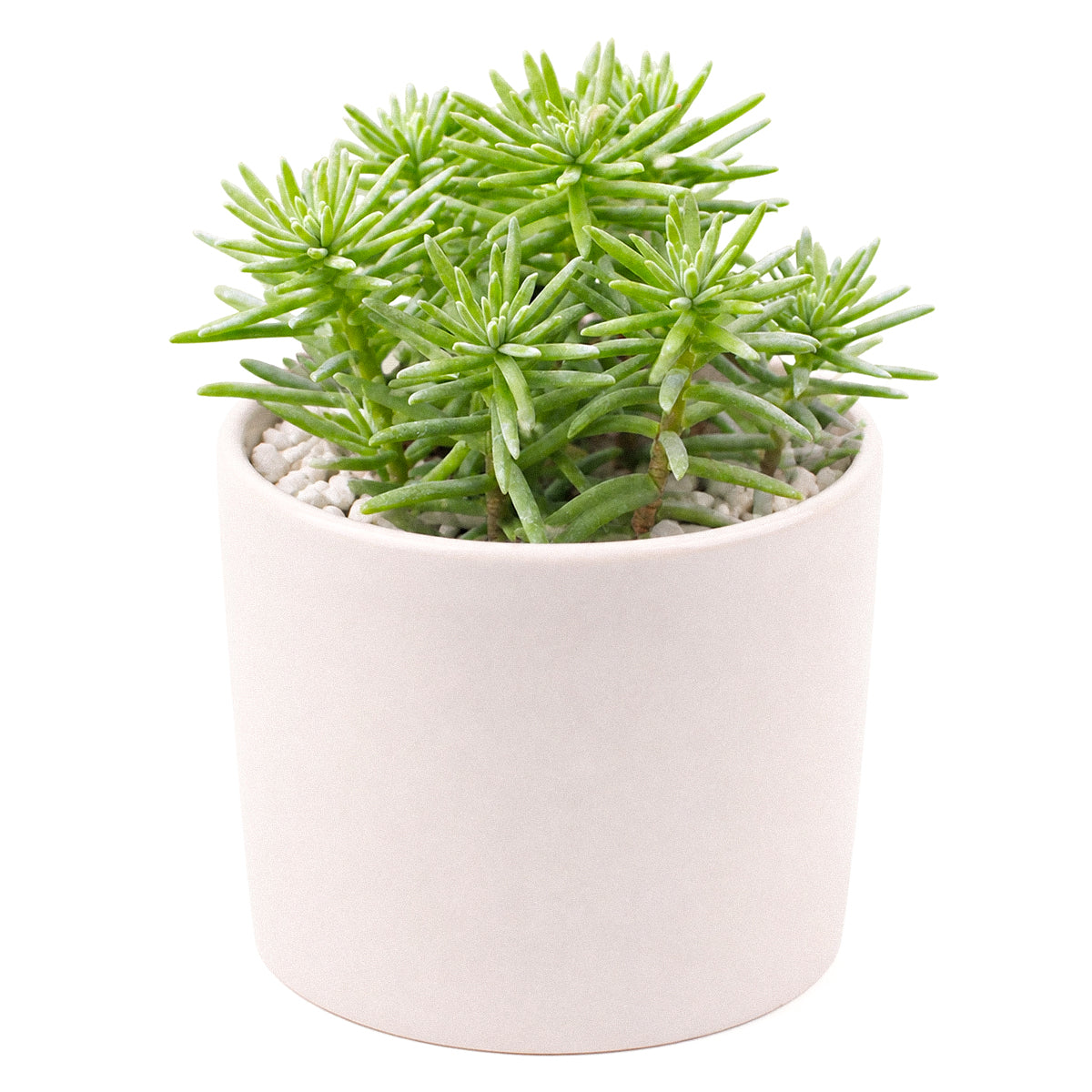 4 inch sedum griseum live succulent for sale, silvery green ground cover with frosted powdery farina on young leaves, low-growing spreading clusters with neat tidy form, star-shaped white blooms possible in late winter, thrives in well-draining soil with minimal watering, elegant addition to indoor succulent collections or outdoor container gardens, a beautiful and thoughtful plant gift