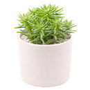 4 inch sedum griseum live succulent for sale, silvery green ground cover with frosted powdery farina on young leaves, low-growing spreading clusters with neat tidy form, star-shaped white blooms possible in late winter, thrives in well-draining soil with minimal watering, elegant addition to indoor succulent collections or outdoor container gardens, a beautiful and thoughtful plant gift