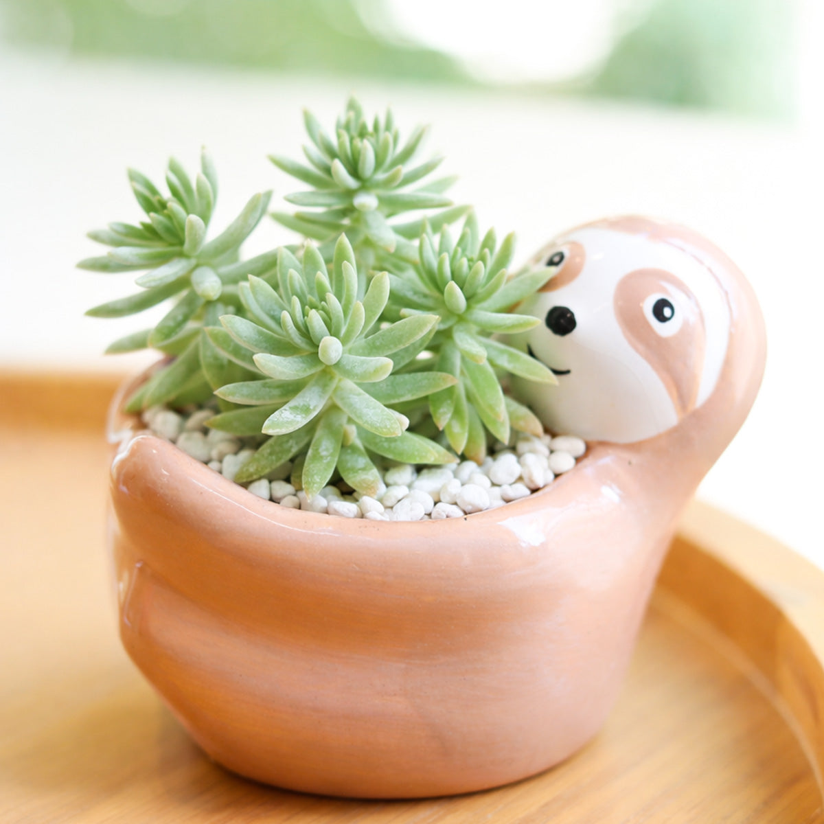 Sedum Griseum