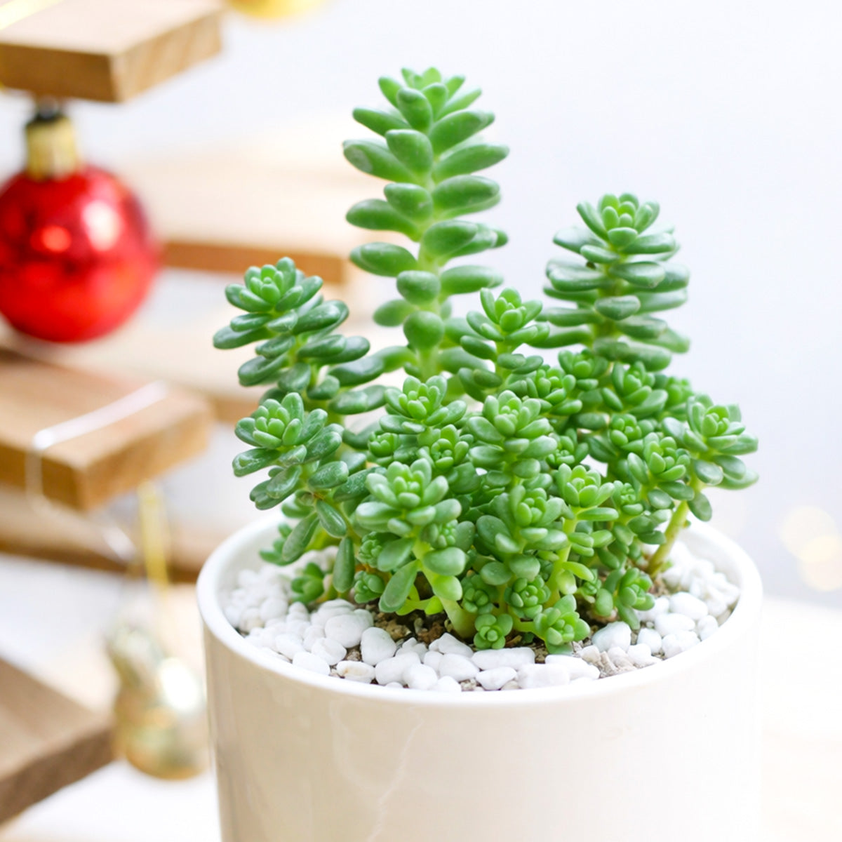 buy sedum album 'athoum' live succulent 2 inch online, dense mat-forming ground cover with plump rounded green leaves tipped red, bead-like leaf texture, drought tolerant and frost hardy stonecrop, cascading growth habit, perfect for rock garden or rustic windowsill display, a charming low-maintenance gift for succulent lovers