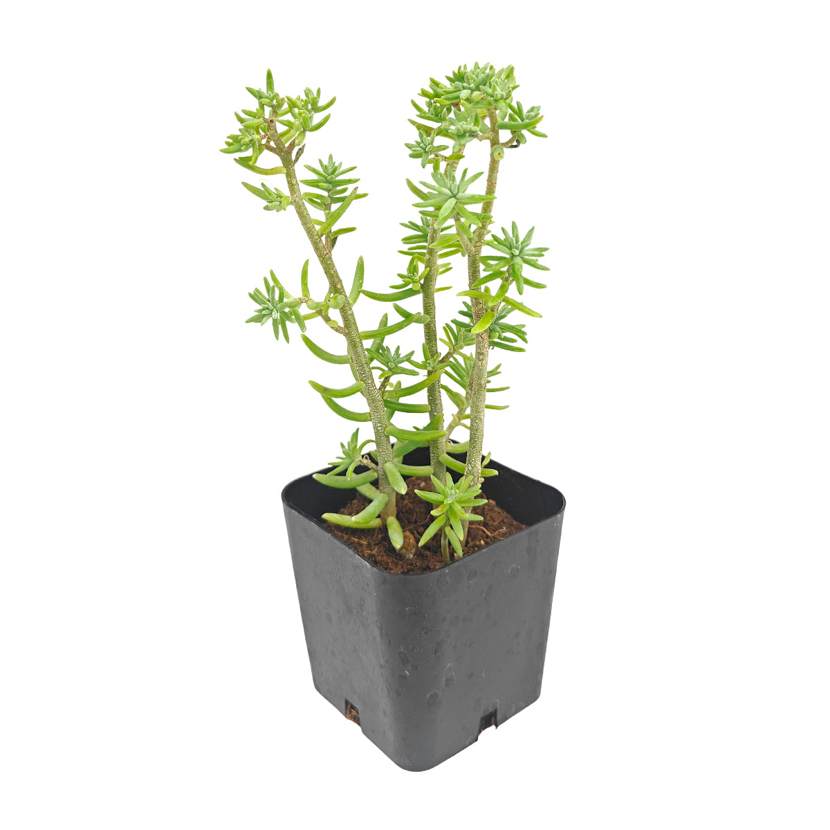 4 inch sedum griseum live succulent for sale, silvery green ground cover with frosted powdery farina on young leaves, low-growing spreading clusters with neat tidy form, star-shaped white blooms possible in late winter, thrives in well-draining soil with minimal watering, elegant addition to indoor succulent collections or outdoor container gardens, a beautiful and thoughtful plant gift