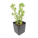 4 inch sedum griseum live succulent for sale, silvery green ground cover with frosted powdery farina on young leaves, low-growing spreading clusters with neat tidy form, star-shaped white blooms possible in late winter, thrives in well-draining soil with minimal watering, elegant addition to indoor succulent collections or outdoor container gardens, a beautiful and thoughtful plant gift