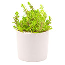 buy sedum japonicum var. senanense live succulent 2 inch online, compact creeping mat-forming growth, fine textured slender leaves, chartreuse to fire-engine red foliage in full sun, drought tolerant and low maintenance, perfect for fairy garden or rock garden display, charming gift for succulent enthusiasts in a plastic pot